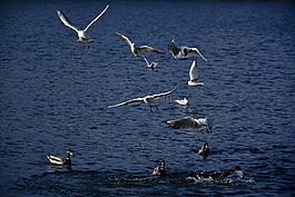海鷗,鴨,鳥