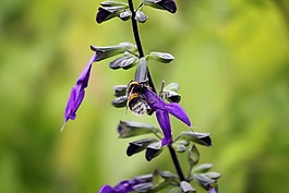 熊蜂,昆蟲(chóng),自然