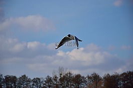 海鷗,鳥,飛行