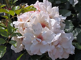 verny 公园,法国,玫瑰