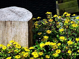 鮮花,holzpflog,的pflog
