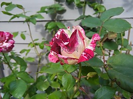 粉色,花,花園