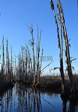 鬼魂树,树,河