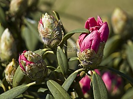 杜鵑,鮮花,綠色
