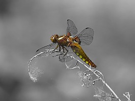 蜻蜓,黑色和白色,黃色