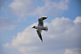 海鷗,鳥,飛行