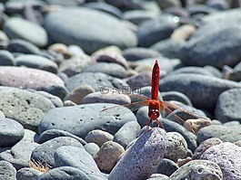 蜻蜓,海灘,石頭