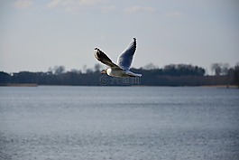 海鷗,鳥,飛行