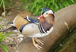 鴛鴦,鴨,鳥(niǎo)