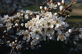 开花,关闭,布什