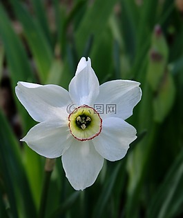 喇叭花,花,特寫