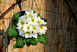 報(bào)春花,春天,鮮花