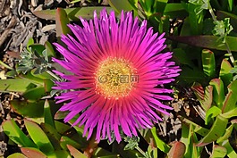 花,光明,關(guān)閉