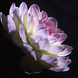 花,植物區(qū)系,自然