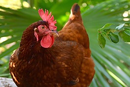雞,母雞,鳥