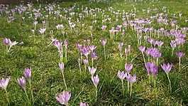 鮮花,春,草