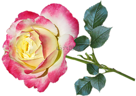 花,玫瑰,花瓣