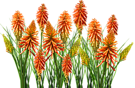自然,植物區(qū)系,光明