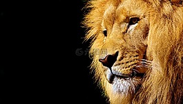獅子,野生動物,危險
