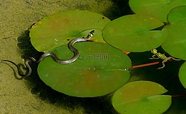 草蛇,狩獵,青蛙