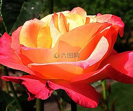 玫瑰,黃色,花