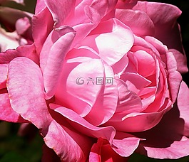 玫瑰,粉紅色,花