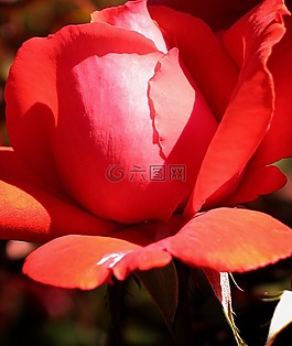 玫瑰,花,紅色