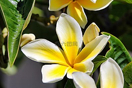 花,黃色,性質(zhì)