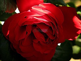 玫瑰,花,紅色