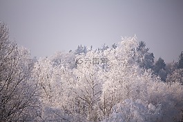 樹木,弗羅斯特,冬天