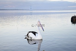 鵜,野生動(dòng)物,動(dòng)物