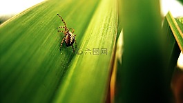 蜘蛛,花園蜘蛛,自然