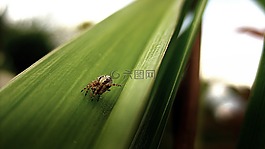 蜘蛛,花園蜘蛛,昆蟲