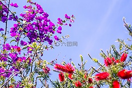 春,花園,鮮花