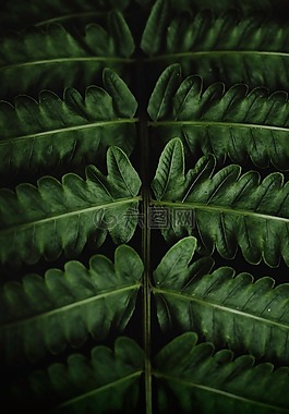 葉子,自然,植物