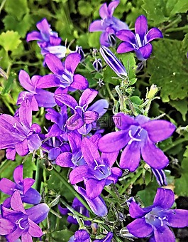 桔梗,風(fēng)鈴,小花