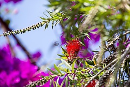 異國情調(diào)的花,花園,鮮花