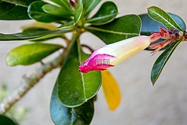 異國情調(diào)的花,花園,鮮花