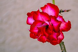 異國情調(diào)的花,花園,鮮花