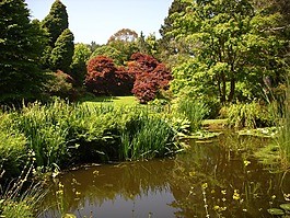 公園,池,反思