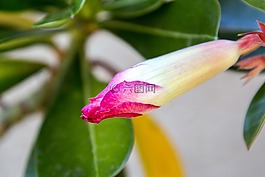 異國情調(diào)的花,花園,鮮花