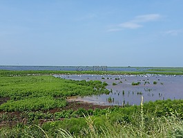 野生動物,鳥,水