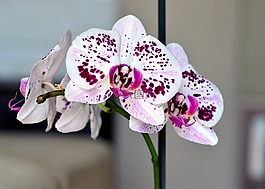蘭花,白,花卉