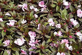 異國情調(diào)的花,花園,鮮花