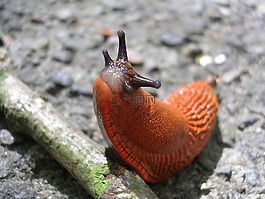春天,蛞蝓,蜗牛