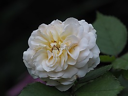 花,廠,動物區(qū)系