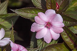 異國情調(diào)的花,花園,鮮花
