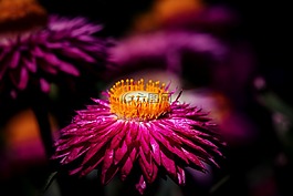 花,開花,性質(zhì)