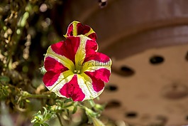 異國情調(diào)的花,花園,鮮花