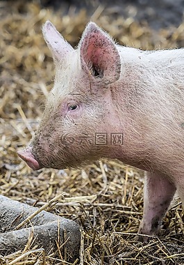 哺乳動(dòng)物,動(dòng)物,性質(zhì)